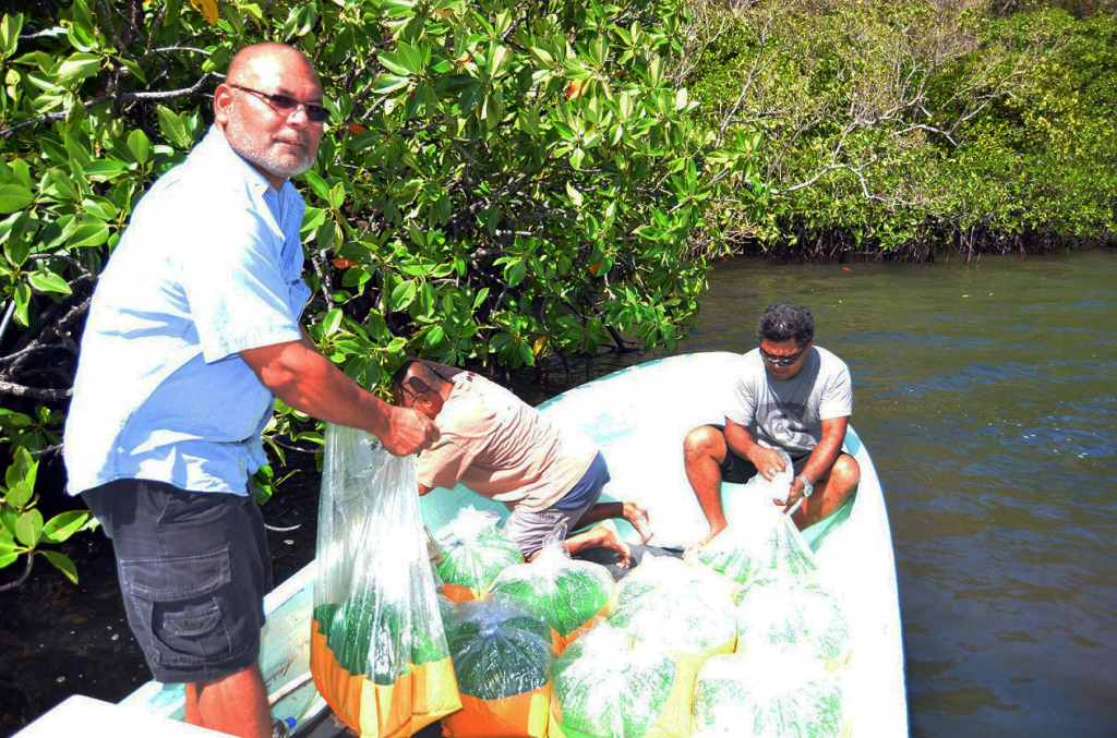 CRE- Vice President  Thomas Taro and aquaculture staff Dannies Uehara and Lyndon Masami releasing the chemang crablets near the mangroves at Ngemai Conservation Area.