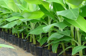 Tissue cultured banana plants.