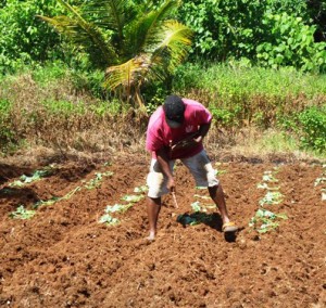 Planting cassava and sweet potato in Ngaraard.