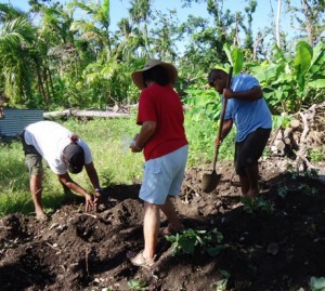 Planting taro and sweet potato in Angaur.