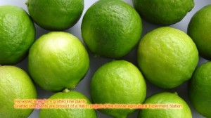 Lime is a valuable crop.