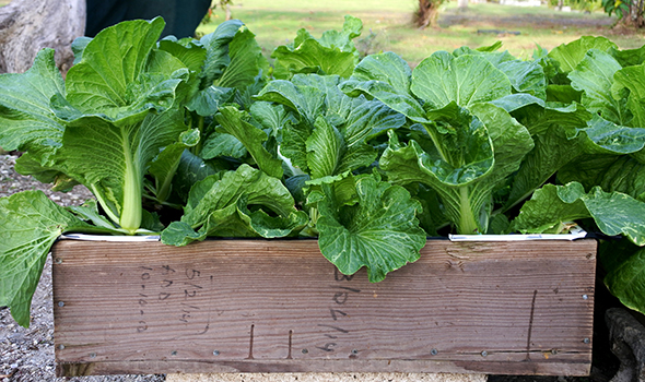 Chinese cabbage in grow box 590-350