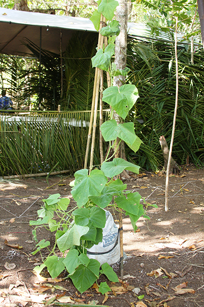 Cucumber plant in growbag with stand-alone trellis 400