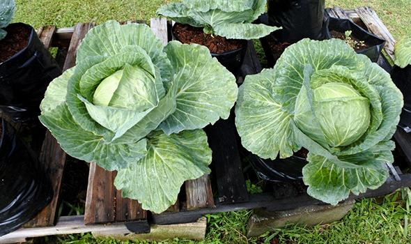Head cabbages in polybags_1 590-350
