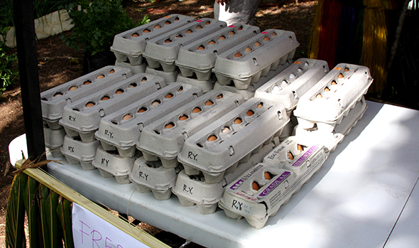 Product of Yap-Eggs from OASDVFR Program clients backyard poultry farms 590-350