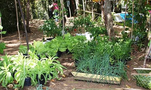 Veggies from OASDVFR Program clients gardens 590-350
