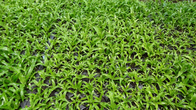 Acclimatization of pineapple plantlets in greenhouse