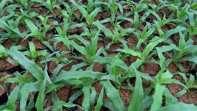 Acclimatized pineapple plants in nursery.