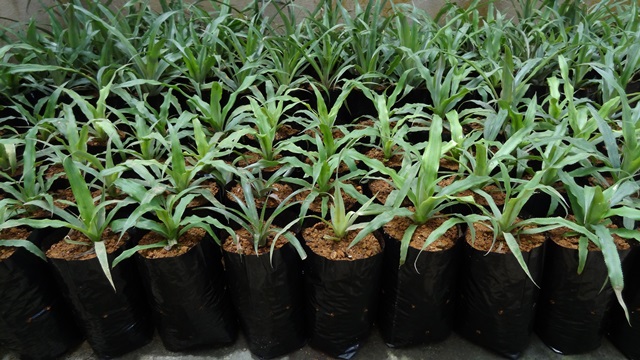 Acclimatized pineapple plants ready for field transfer.