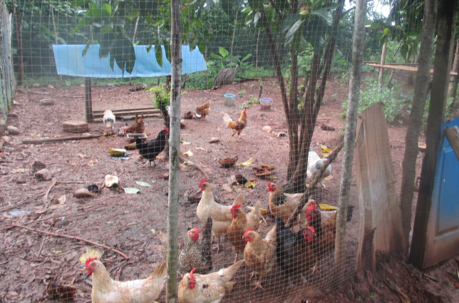 A typical backyard chicken farm for the family; a fenced area to provide protection and space for birds to range and makeshift shelters for roosting, nesting, waterer and feeders.