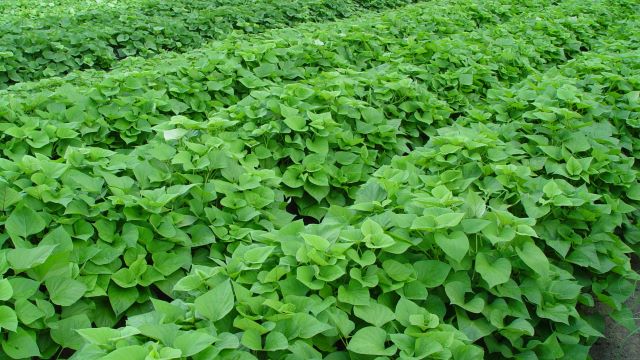 salt-tolerant-sweet-potato-in-field-for-evaluation