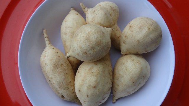Selected salt-tolerant-sweet potato germplasm - cultivar 1.