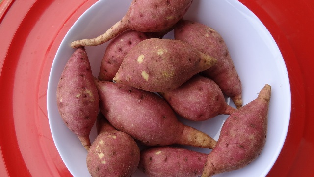 Selected salt-tolerant-sweet potato germplasm - cultivar 2.