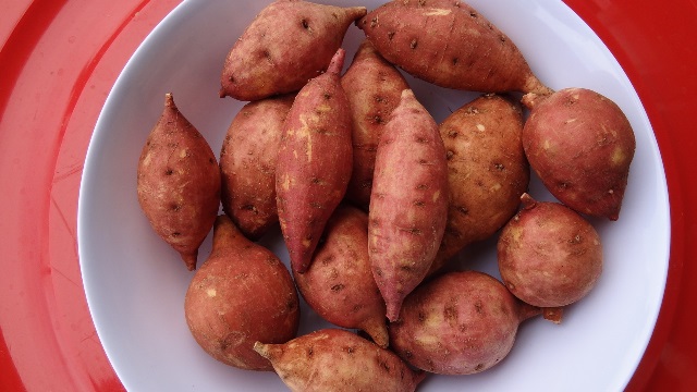 Selected salt-tolerant-sweet potato germplasm - cultivar 3.